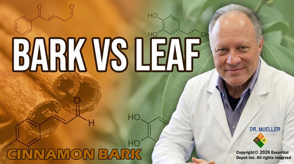 Cinnamon Bark