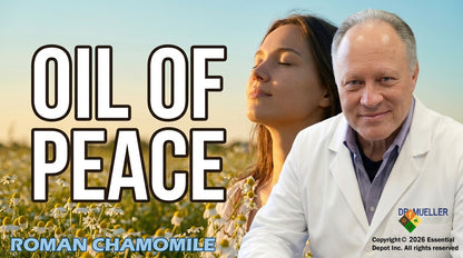 Chamomile Roman Essential Oil 5% Dilution in Pure Jojoba - 4oz